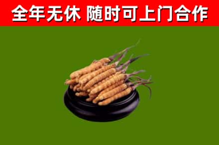 仲巴县烟酒回收冬虫夏草.jpg